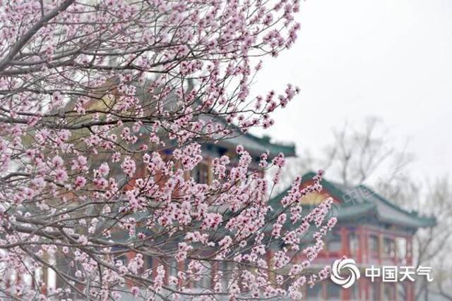△今年北京春来早，桃花与古典建筑同框尽显中式美学。