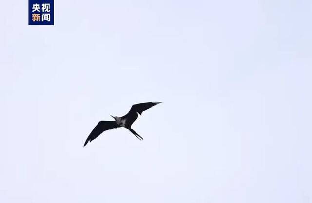 广西儒艮保护区首次发现白斑军舰鸟