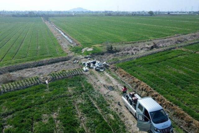 3月22日，在安徽省合肥市庐江县同大镇拍摄的小麦田（无人机照片）。新华社记者黄博涵摄