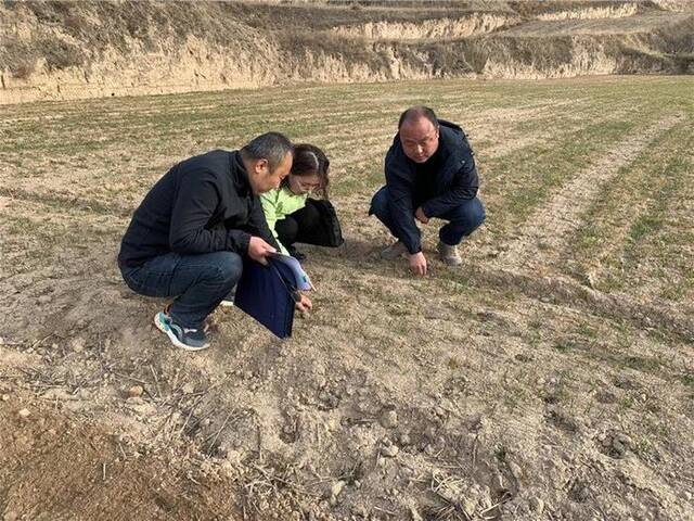 定西市安定区杏园乡纪委干部聚焦粮食安全，深入该乡朱湾村查看冬小麦生长情况。