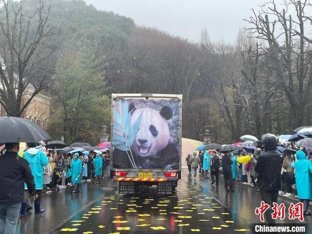 4月3日，装载有旅韩大熊猫“福宝”的车辆驶离韩国爱宝乐园，大批民众冒雨送行。中新社记者刘旭摄