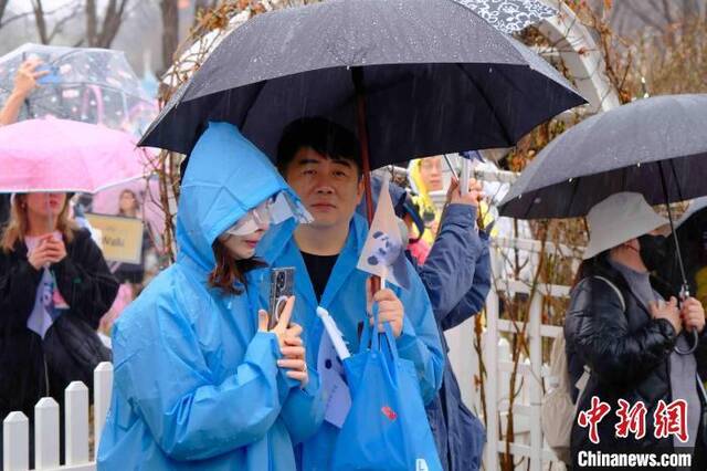 4月3日，民众冒雨送行旅韩大熊猫“福宝”。中新社记者刘旭摄