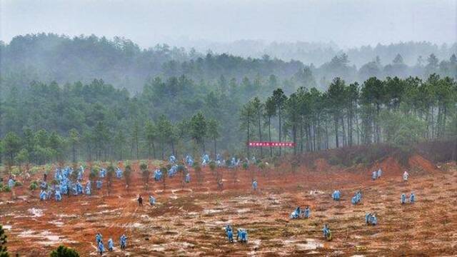 2024年2月28日，江西省吉安市吉州区组织机关党员干部和志愿者进行义务植树。