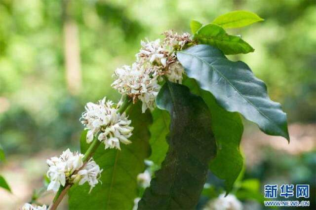 咖啡花（4月2日摄）。新华网李浩摄