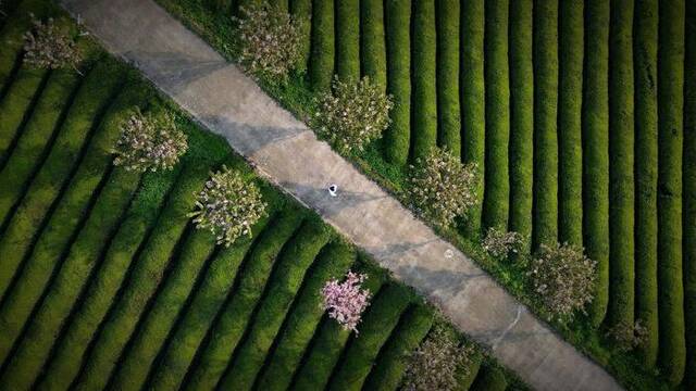 清明前后，田间小道旁，茶树吐露新绿，繁花烂漫盛放，万物吐故纳新，春和景明。（贵州省金沙县纪委监委供陈岑摄）