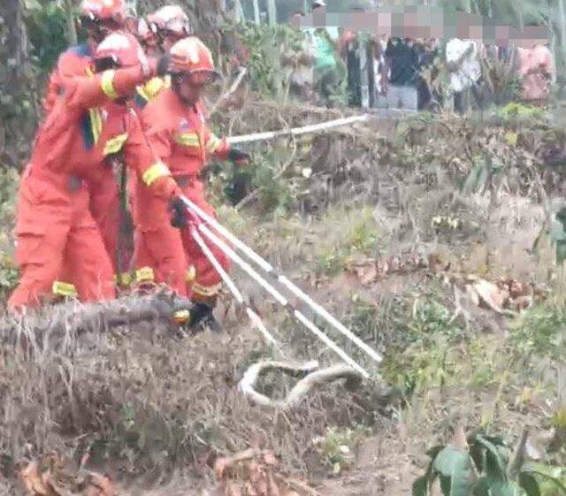 消防员扑杀眼镜王蛇。图源：网络视频截图