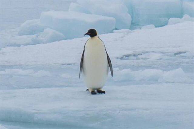 南极洲的企鹅（图源：新华社）