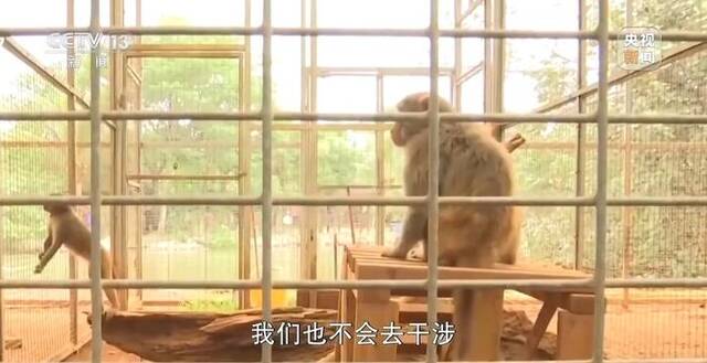 调查：海南万宁猕猴伤9人仍在逃，这群猴为何集群而来又伤人？
