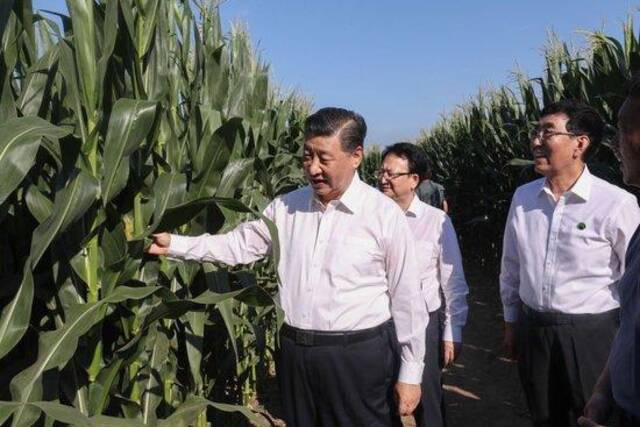 2020年7月22日，习近平总书记在吉林四平梨树县考察，走进玉米地，察看玉米长势。新华社记者王晔摄