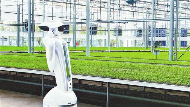 4月9日，机器人穿行在柘城县腾跃科技育苗工厂内管护辣椒幼苗。（河南日报资料图）