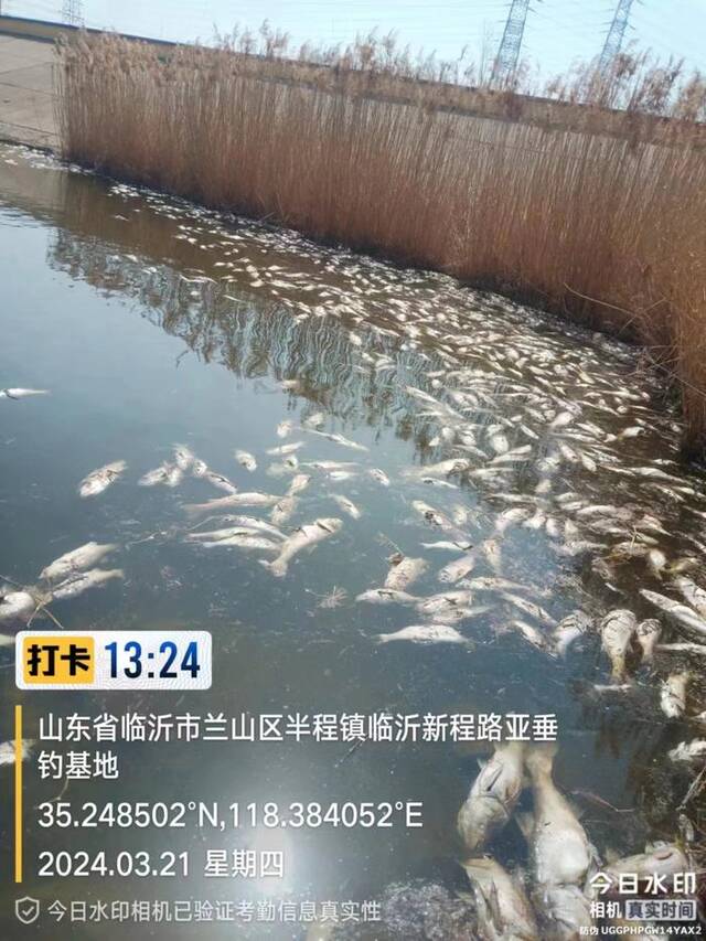 3月21日，东哨水库漂着死鱼。受访者供图