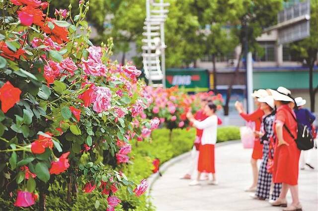 图为4月18日，湖北省宜昌市市民在夷陵区城标公园里观赏竞相绽放的月季花。图片来源：视觉中国