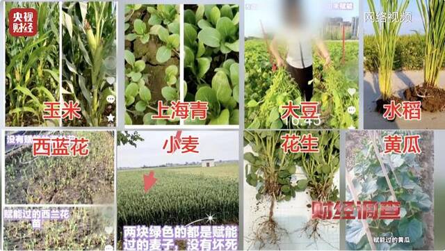 河南叶县回应“用‘量子科技’种庄稼”事件：已成立联合调查组