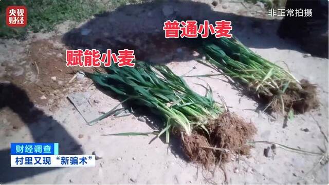 河南叶县回应“用‘量子科技’种庄稼”事件：已成立联合调查组