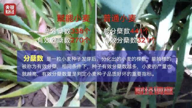 河南叶县回应“用‘量子科技’种庄稼”事件：已成立联合调查组