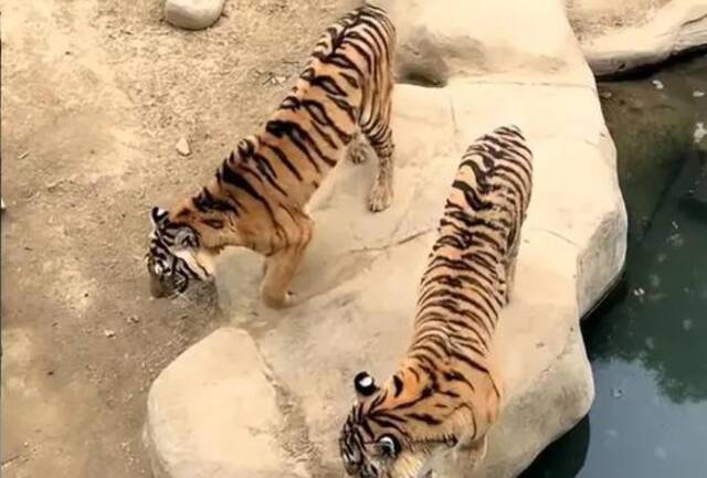 江苏常州一野生动物园被指虐待动物，曾策划“人虎同住”被罚25万元