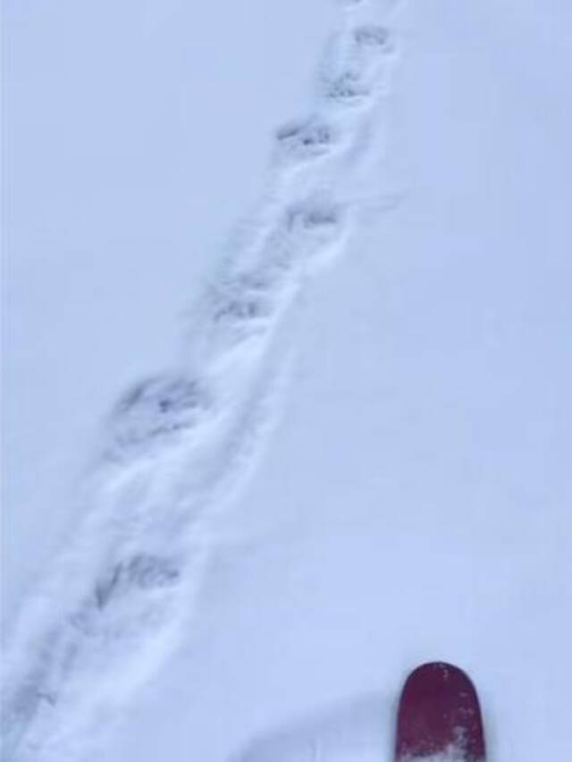 国内知名滑雪场游客滑入暗坑被埋身亡？知情人：事发地在野雪场，是网红打卡点