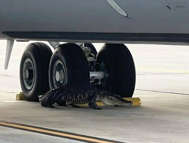 美国麦克迪尔空军基地出现大鳄鱼。（图源：美国麦克迪尔空军基地）