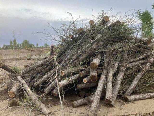 幸福镇孟家屯村一处防护林地上的大片防护林被伐倒，但记者未能找到这处林地的主人，不确定伐树原因。