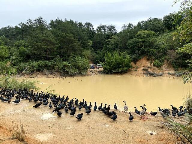 因大量泥水涌入，养殖场的水浑浊了不少