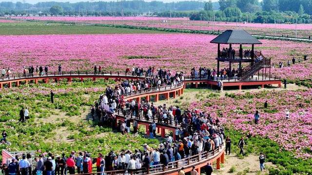 5月1日，在安徽省亳州市谯城区十八里镇蒋李村，游人在芍药花海里赏花游玩。新华社发（刘勤利摄）