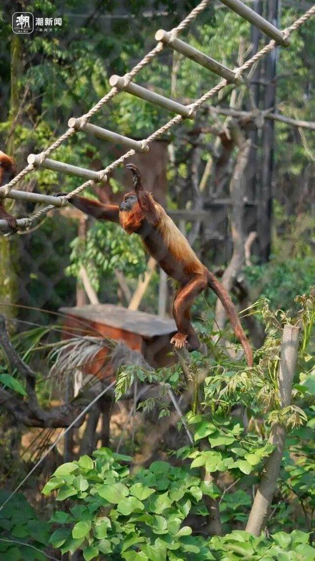 南京市红山森林动物园里的红吼猴。记者阮帅摄