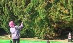 大连星海广场树木喷绿色液体惹争议，官方：喷叶面肥改善树木枯黄