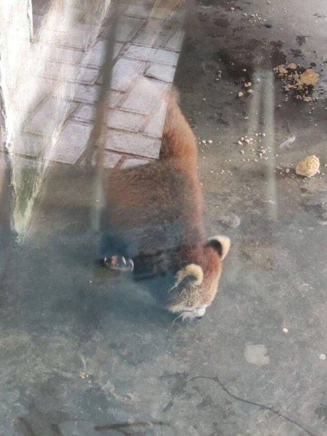 小熊猫右前爪缺少一根脚趾。受访者供图