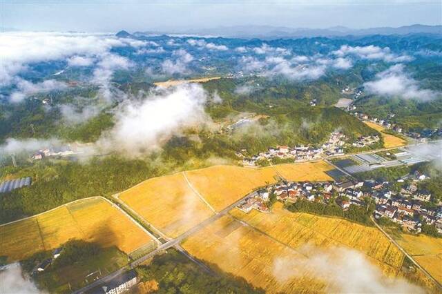 近日，浙江省杭州市临安区天目山镇“天目粮仓”粮食功能区麦浪涌动。图片来源：视觉中国