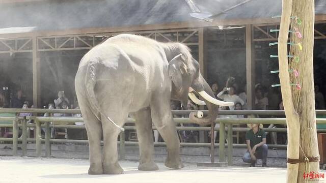 ▲野象谷大象展示取食瓜果