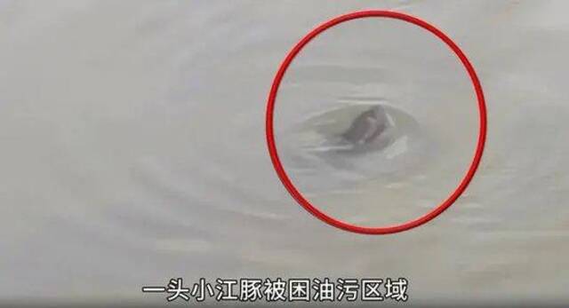 督察组暗访发现江豚被困油污，当地为何“指豚为鱼”？