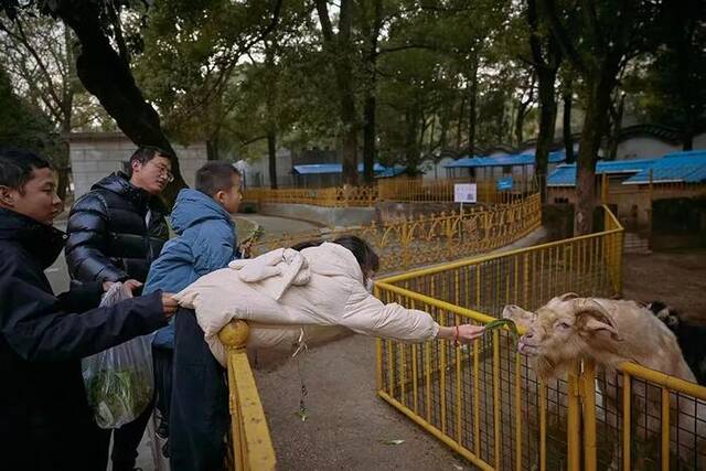在安庆市动物园，一名游客正在投喂山羊（黄宇摄）