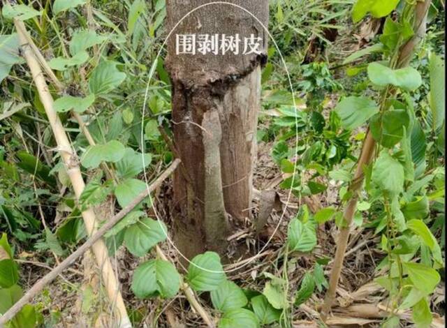 2024年4月20日，督察组暗查发现，景洪市普文镇秤杆村天然林根部被围剥树皮。来源：生态环境部官网