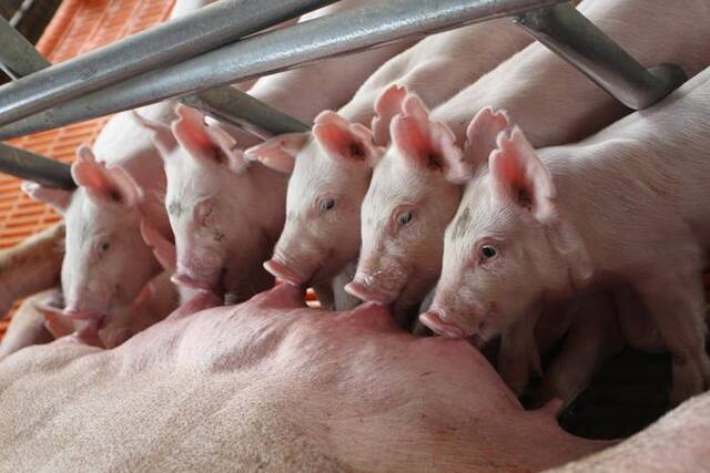 2024年通过审定的我国自主知识产权优质种猪“蓝思猪”。中国农科院供图