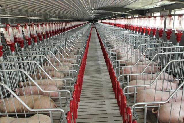 “蓝思猪”生产性能达到了国际一流水平。中国农科院供图