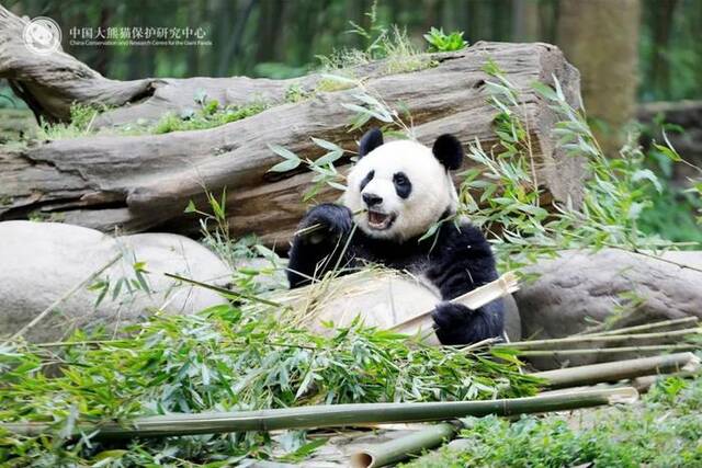 上图为大熊猫“美香”