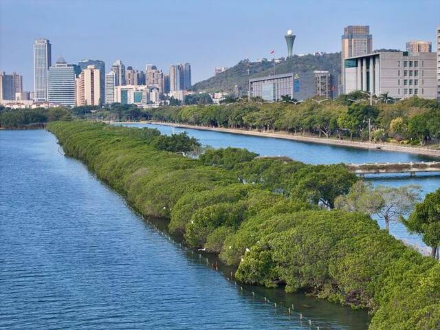 福建厦门筼筜湖红树林种植带（2024年1月24日摄，无人机照片）。