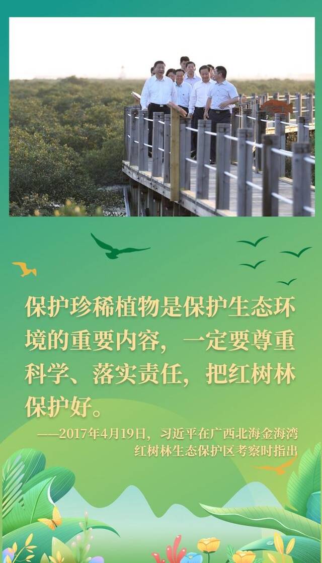 镜观·回响丨守护红树林，保护生物多样性