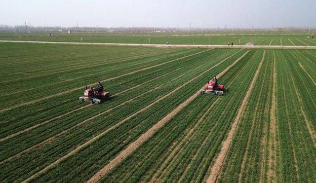 山东省汶上县，农民驾驶农机在高标准农田里进行小麦春季管护作业（2024年3月13日摄，无人机照片）。新华社记者徐速绘摄