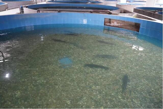 长江珍稀鱼类培育基地三峡实验站养殖池