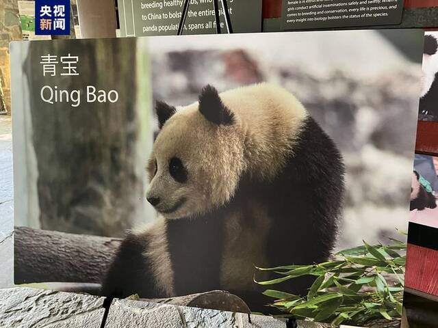 “宝力”“青宝”将赴美 中美开启新一轮大熊猫国际保护研究合作