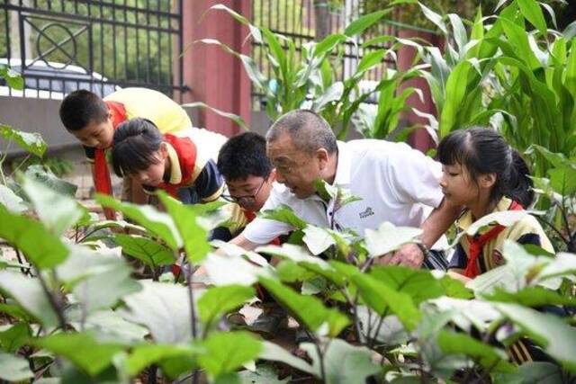 5月31日，老师带领学生在之江小学劳动实践基地学习蔬菜知识。新华社记者胥冰洁摄