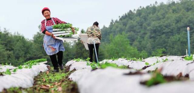 贵州省毕节市赫章县平山镇中山社区农户在田里搬运辣椒苗（2024年4月20日摄）韩贤普摄/本刊