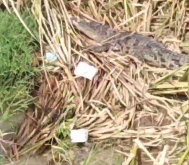 长江武汉段发现多条鳄鱼，疑为人工饲养的暹罗鳄，相关部门正在处置