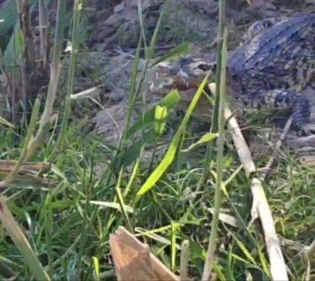长江武汉段发现多条鳄鱼，疑为人工饲养的暹罗鳄，相关部门正在处置