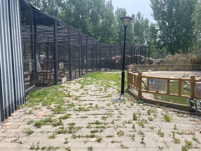 动物乐园的小路上布满杂草。新京报记者王巍摄