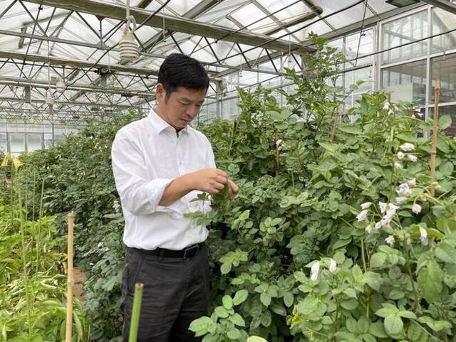 2023年10月，中国科学院院士黄三文在温室观察马铃薯生长情况。受访者供图