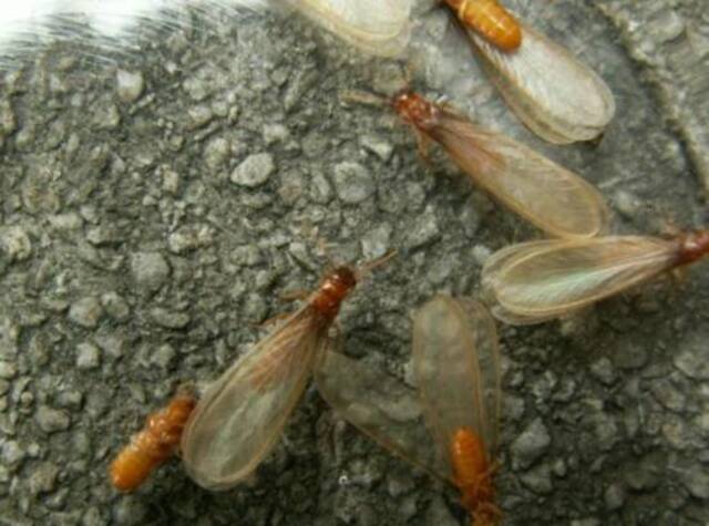 ▲台湾乳白蚁长翅繁殖蚁
