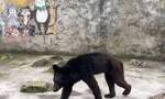 肉眼可见的瘦！网民吐槽私人动物园黑熊“饿成狗”！贵州当地有关部门回应