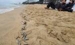 韩国江原道沙滩出现整排鳀鱼尸体，有居民担心是地震前兆，韩专家回应